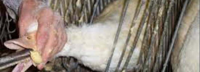 Depois de São Paulo, Paraná também poderá proibir foie gras